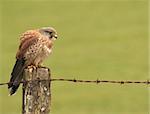 A working bird photographed on farmland in Wales, UK.