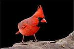 Male Northern Cardinal (cardinalis cardinalis) on a log with a black background