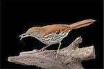 Brown Thrasher (Toxostoma rufum) on a log with a black background wth a peanut