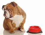 english bulldog turning her nose up to an empty food dish - hungry dog