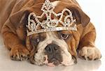 english bulldog wearing diamond studded tiara isolated on white background