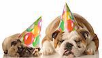 english bulldog and pug puppy wearing birthday hat isolated on white background