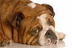 red brindle english bulldog with pouting sad expression isolated on white