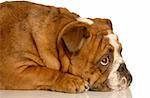 red brindle english bulldog laying down looking upwards with adorable expression