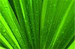 Waterdrop on a green palm leaf after rain