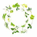 Herb leaf circles over white background.