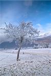 Tree on the cold winter morning.