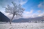 Tree in the cold winter valley.