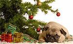 cute fawn pug puppy laying down under christmas tree