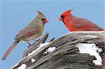 Pair of Northern Cardinals (cardinalis cardinalis) on a stump with snow and a blue sky background