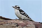 Male Downy Woodpecker (picoides pubescens) on a tree with a blue sky background