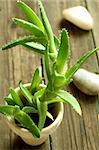 Aloe on wooden