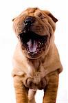 Funny sharpei puppy isolated on white background