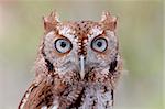 Close-up of an Eastern Screech-Owl (Megascops asio) with a green background