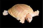 Albino Chinese Soft-shell turtle against black background.