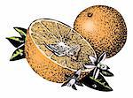 Vintage 1950s etched-style oranges; detailed black and white from authentic hand-drawn scratchboard includes full colorization.