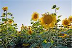 sunflower field on blue gradient sky