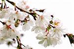 Branches of oriental flowering cherry with blossoms isolated on white background