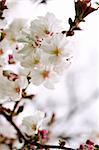 Branches of oriental flowering cherry with blossoms in spring