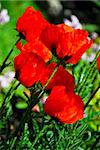 Closeup Profile of bright red poppies on sunny day