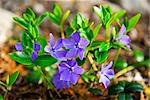 Closeup of wild purple violet flowers and leaves
