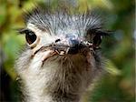ostrich eyes head humor face