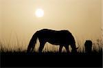 Horse grazing in the sunset
