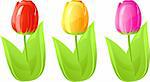 Three tulip, red, yellow, pink, isolated on white, vector