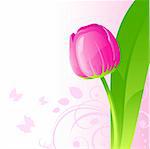 Background with pink tulip, vector