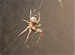 Cross spider in it's web