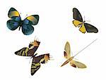 four multicolored butterflies on a white background