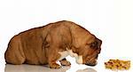 good dog - english bulldog sniffing for dog bones