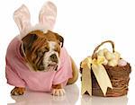 english bulldog with bunny ears and easter basket