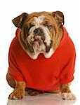 adorable english bulldog in red sweater with tongue sticking out