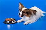 Young papillon and a bowl with meal