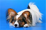 The young papillon on a blue background