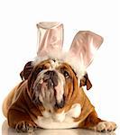 english bulldog dressed up as easter bunny