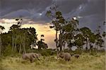 Elephants  feeding on sunset in Masai Marai National Reserve, Kenya