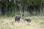 Two young african elephants greeting one another  , Masai Mara   National Reserve, Kenya