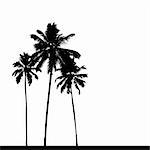 Palm tree silhouette black