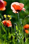 Red poppies on field in spring