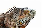 Close up of green iguana head on white background