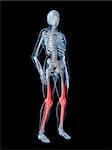 3d rendered illustration of a human skeleton with highlighted knees