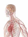 3d rendered anatomy illustration of a human shape with vascular system from brain and heart