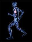 3d rendered illustration of a transparent running man with vascular system and highlighted heart