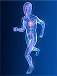 3d rendered illustration of a transparent running man with vascular system and highlighted heart