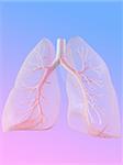 3d rendered anatomy illustration of a human lung with bronchi