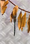 Migrant Hawker is one of the smaller species of hawker dragonflies