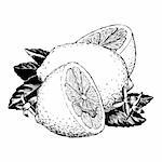 Vintage 1950s etched-style lemons; detailed black and white from authentic hand-drawn scratchboard.