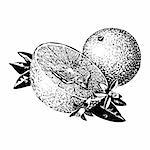 Vintage 1950s etched-style oranges; detailed black and white from authentic hand-drawn scratchboard.